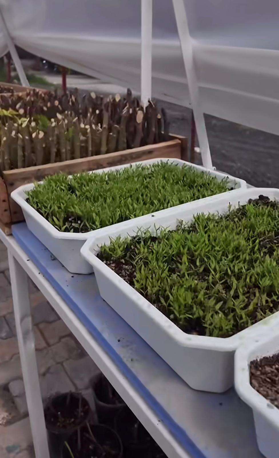 Dalaman Belediyesinde Seracılık Eğitimi Başlıyor 3